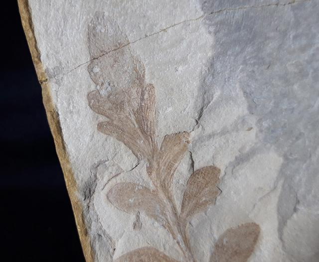 ? Nilssonia sp. BRONGNIART 1825 - Bild &copy; FossNet FossilienStore